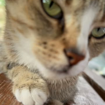 feed image